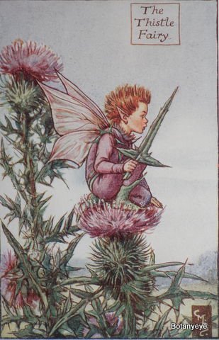 アザミの妖精 The Thistle Fairy ボタニーアイ ボタニカルアート 植物画 通販ショップ
