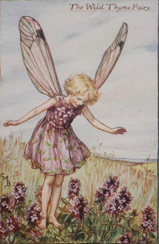 タイムの妖精 The Wild Thyme Fairy ボタニーアイ ボタニカルアート 植物画 通販ショップ