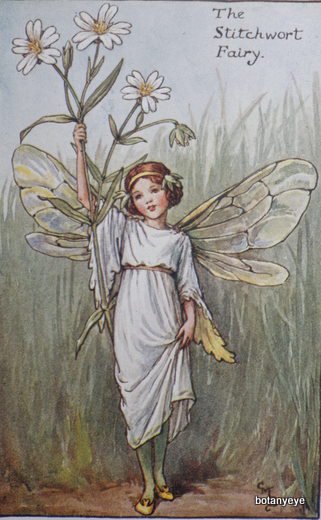 ハコベの妖精 The Stitchwort Fairy ボタニーアイ ボタニカルアート 植物画 通販ショップ