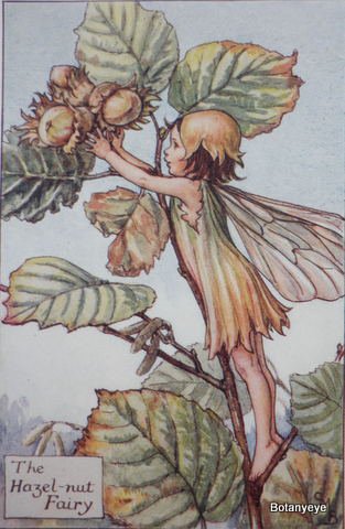 ヘーゼルナッツの妖精 The Hazel Nut Fairy ボタニーアイ ボタニカルアート 植物画 通販ショップ