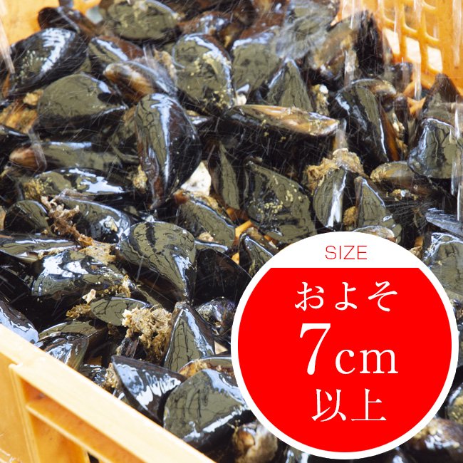 釣り餌 活ムラサキイ貝 選別済みlサイズ 1kg 広島牡蠣の濱本水産ホームページ 広島牡蠣 あさり なまこ ムール貝 通販