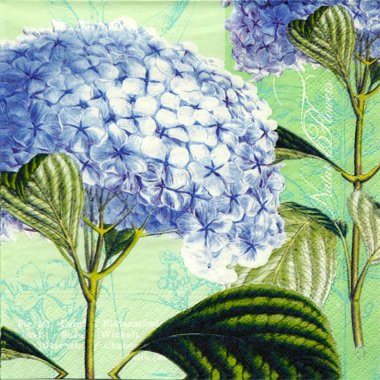 NO-83:ڡѡʥץHydrangea-NO835(2о)߸˸¤β