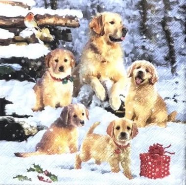 AM-789:ڡѡʥץGolden retriever puppies - AM7895(2о) <img class='new_mark_img2' src='https://img.shop-pro.jp/img/new/icons5.gif' style='border:none;display:inline;margin:0px;padding:0px;width:auto;' />β