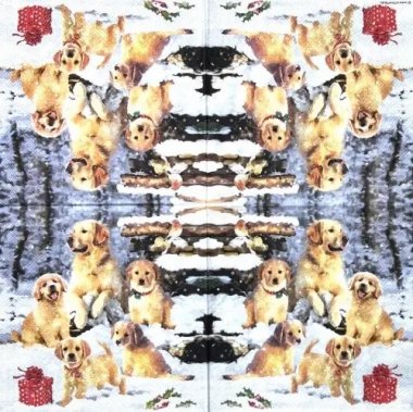 AM-789:ڡѡʥץGolden retriever puppies - AM7895(2о) <img class='new_mark_img2' src='https://img.shop-pro.jp/img/new/icons5.gif' style='border:none;display:inline;margin:0px;padding:0px;width:auto;' />β