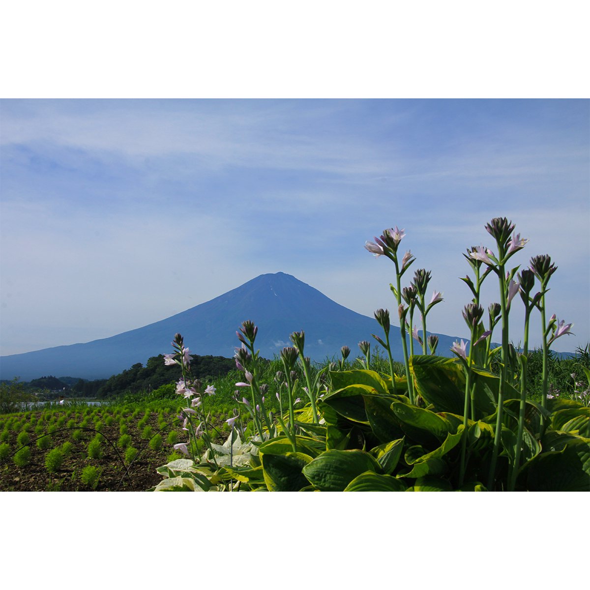 テラウチマサト作品<br>「LETTERS〜一緒に見た富士山〜#004」<br>A3サイズ