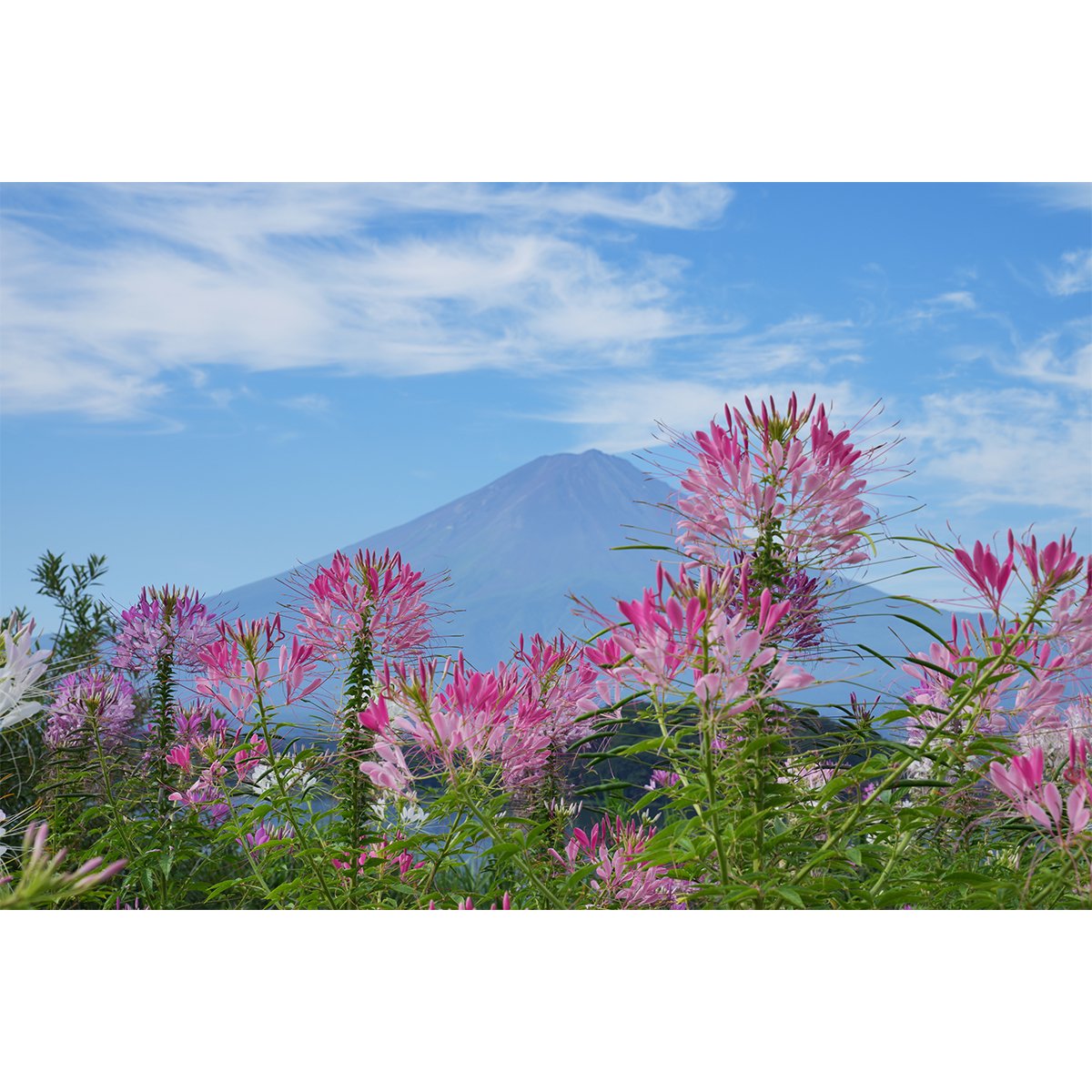 テラウチマサト作品<br>「LETTERS〜一緒に見た富士山〜#006」<br>A3サイズ
