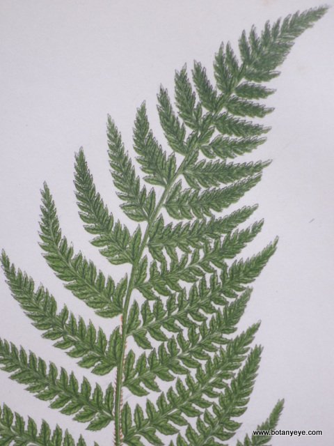 シダ植物　Polypodium angulare - ボタニーアイ　ボタニカルアート 通販ショップ