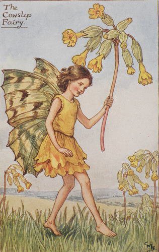 カウスリップの妖精 The Cowslip Fairy ボタニーアイ ボタニカルアート 植物画 通販ショップ