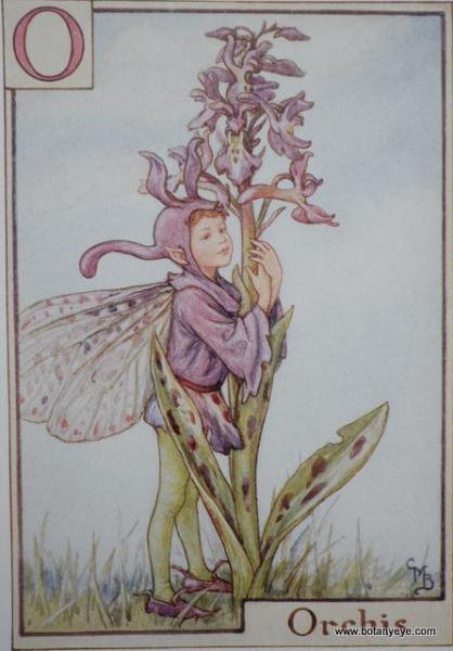 O Orchis Fairy オルキスの妖精 ボタニーアイ ボタニカルアート 植物画 通販ショップ