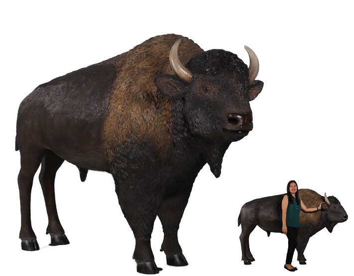 牛のオブジェ バッファロー アメリカンバイソン 2cm 等身大動物フィギュア 大型オブジェ 店舗ディスプレイ販売のコズミックランド