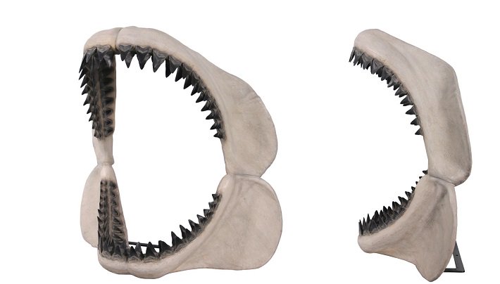 オブジェ☆サメ・鮫☆メガロドンジョーズの歯の化石【125cm】☆等身大