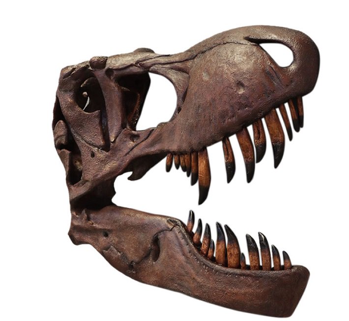 恐竜フィギュアシリーズ恐竜オブジェティラノサウルス壁掛けティレックス頭骨等身大フィギュア・置物・店舗ディスプレイ・大型オブジェ販売のコズミックランド