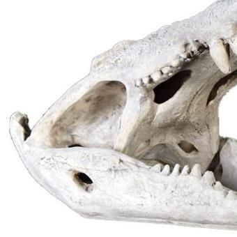 恐竜オブジェ・化石・骨☆ワニの頭骨 【72cm】☆等身大