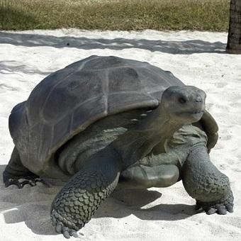 カメ・かめ・亀 ☆ 陸亀の等身大オブジェ☆等身大フィギュア