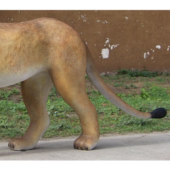 【動物大型オブジェ】巨大オブジェ☆歩く雄ライオン☆等身大フィギュア・キャラクターフィギュア・店舗ディスプレイ・大型オブジェ販売のコズミックランド