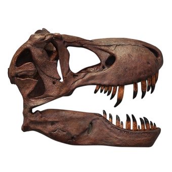 恐竜オブジェ ティラノサウルス T-REX 壁掛けティレックス頭骨