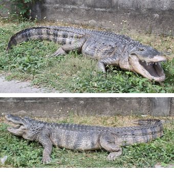 鰐・ワニ・わに☆アリゲーターの巨大オブジェ【210cm】☆ 等身大フィギュア・動物オブジェ・店舗ディスプレイ・大型オブジェ販売のコズミックランド