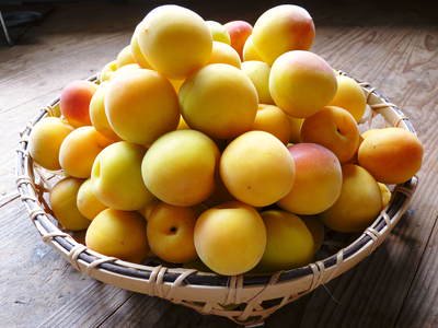 自然栽培 紀州南高梅 完熟梅 1kg そらより梅のみで出荷します。（同梱