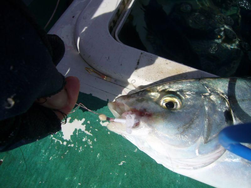 fzシマアジ仕掛け8号2 4m 4本針 3種類の青 空針 Fishing Zero fzシマアジ仕掛け8号2 4m 4本針 3種類の青 空針 Fishing Zero