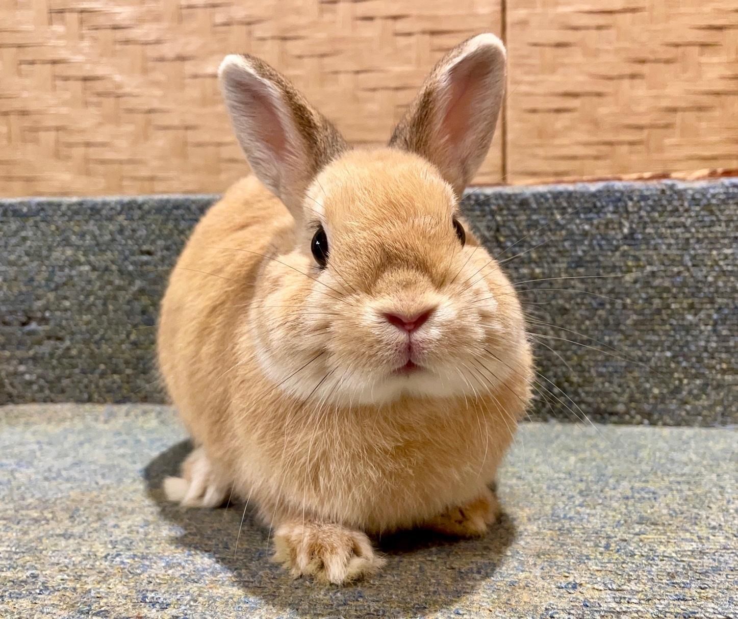 うさぎさんの食にこだわる専門店 RABBIT・HEART