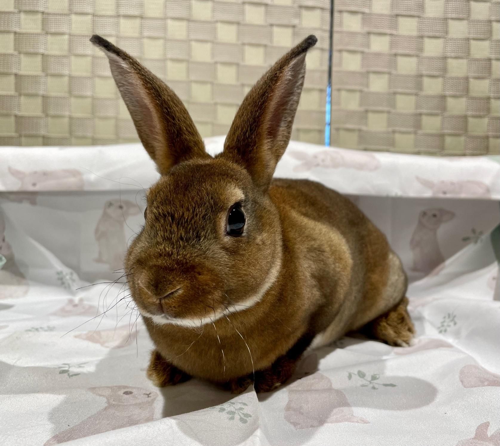 うさぎさんの食にこだわる専門店 RABBIT・HEART