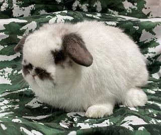 うさぎさんの食にこだわる専門店 RABBIT・HEART