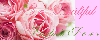 English Roses イングリッシュ・ローズAbsolute 1ml