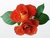 Rose de Maria ɡޥꥢ 2.5ml