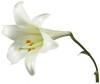 White Lily   10ml