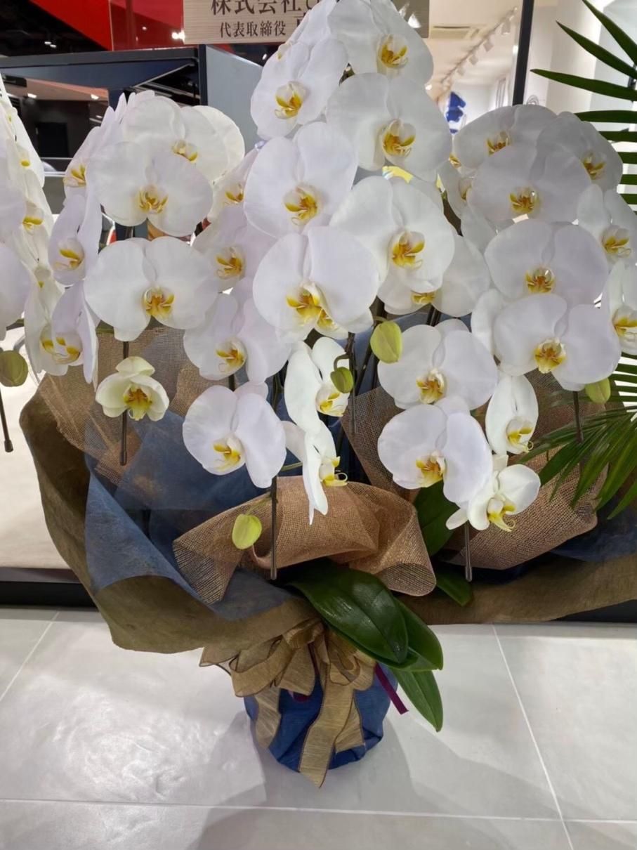 胡蝶蘭 5本立ち - 開店花・スタンド花なら用賀の花屋 Beone