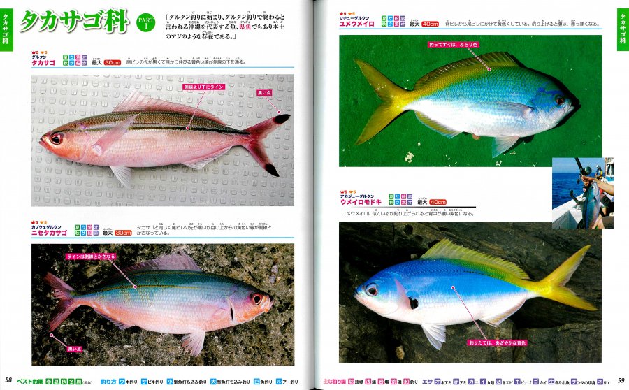 ぎょぎょ 釣り図鑑 - 沖縄を知る・見る・学ぶ 沖縄時事出版インターネット書籍販売