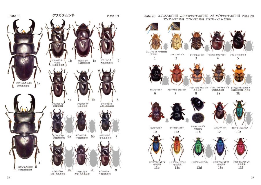 沖縄甲虫図鑑　Beetles of Okinawa - 沖縄を知る・見る・学ぶ　　沖縄時事出版インターネット書籍販売