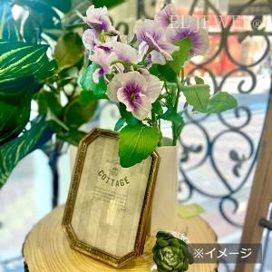 スイトピーのお部屋専用 Amazon.co.jp: 【PLANT】Heirloom Sweet Pea Nelly Viner エア