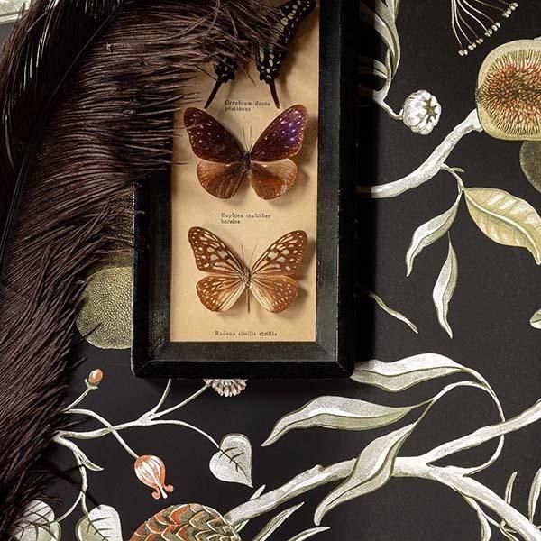 ڳʡ ͢ɻ CABINET OF CURIOSITIESMASUREEL(KHRÔMA) ٥륮 Papayaס53cmҡ10m