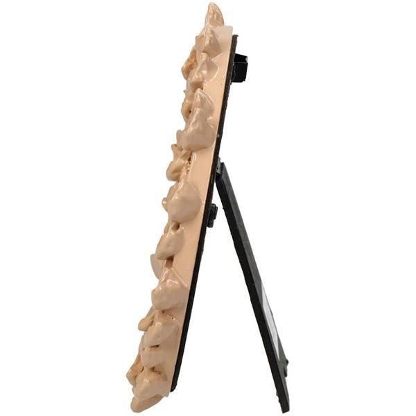 ¨Ǽġۥ  ե 饦ɥեȥե졼 ԡ(W13.5H14cm) 
