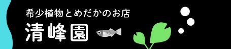 󥢥䡪ࡣ䡢mahorobaࡣɤꥫ󥢥參󥢥󥢥ٿ䡦饷ޥƥʥ󥷥祦ߥޥ顢٥˥她ʿʪ䡢ʡ ¾