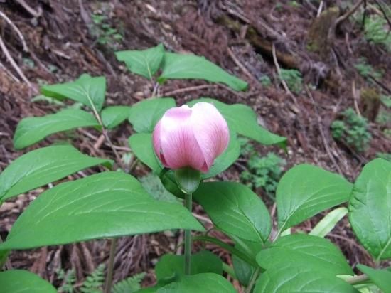 紅花 ピンク花 ヤマシャクヤク 奈良県産 お一人様一株限定 古典園芸 山野草 富貴蘭 カンアオイ販売 ウラシマソウ販売 テンナンショウ 錦蘭 ミヤマウズラ 宝石蘭ベニシュスラン 蘭科植物 シダの販売 珍品 希少品 他 清峰園芸