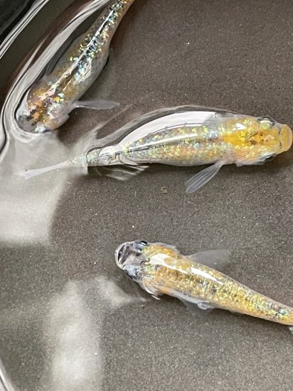 ラメ王 ラメメダカ 稚魚2.0㎝前後の安心サイズ 10匹 4000円 無選別 メダカ販売 まほろばメダカ園！ - カンアオイ販売！清峰園。めだか 販売、mahorobaメダカ園。☆改良めだか販売中☆山野草販売中☆斑入りカンアオイ販売☆野生種カンアオい販売☆カンアオイ細辛販売☆野生 ...