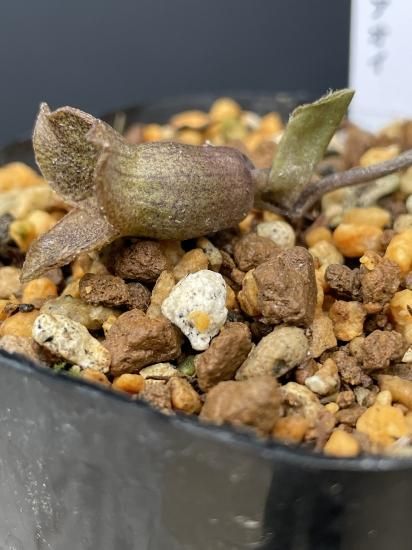 ☆新種 超希少種！フウデンカンアオイ！ 風伝カンアオイ！三重県熊野産