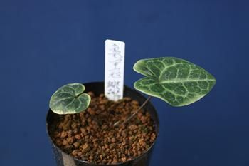 オトメカンアオイ35号鉢植えにて発送いたします - 植物/観葉植物