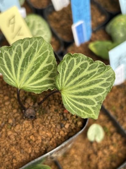 乙女カンアオイ 【銘 舞扇】 神秘のカンアオイ！超希少種