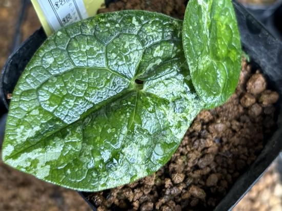 山野草 斑入り タマノカンアオイ 「雲龍錦」 最上柄 t*y様 山野草 斑入り タマノカンアオイ 「雲龍錦」 最上柄