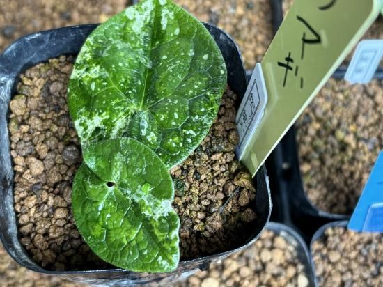 天城カンアオイ【銘 銀天】 神秘のカンアオイ 希少種！ - カンアオイ