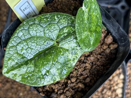 山野草 斑入り タマノカンアオイ 「雲龍錦」 最上柄 Yahoo!オークション - 斑入り カンアオイ タマノカンアオイ 雲龍