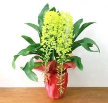 花ギフト