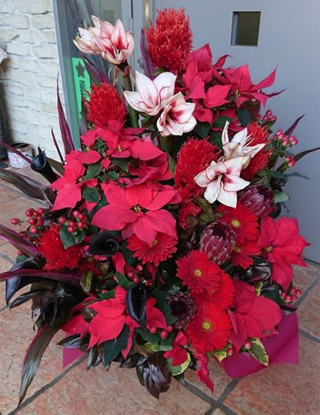 お祝い花宅配 アマリリスとポインセチアの豪華なクリスマスアレンジメント