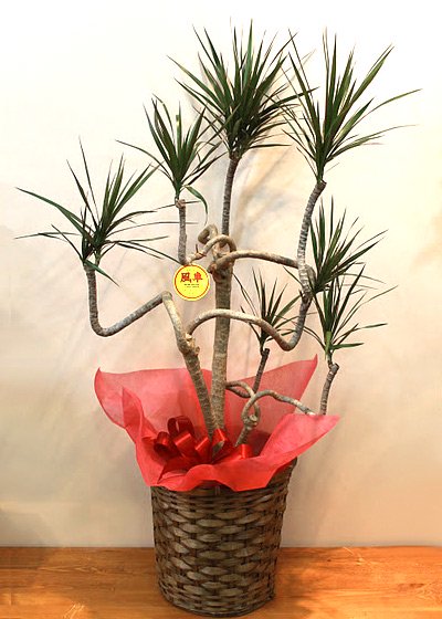珍しい観葉植物ドラセナ コンシンネ 風車 Mサイズ 沖縄比嘉勝夫 開店 開業祝い 引越祝い