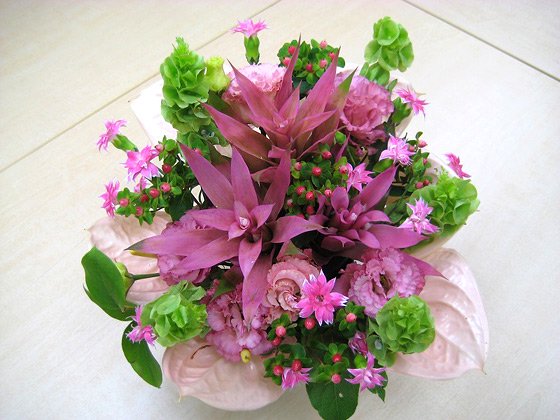 お祝い花宅配 お見舞い花 誕生日や記念日に個性的なグズマニアが珍しいモーヴカラーの花ギフト 陶器鉢