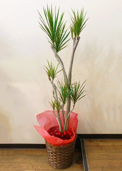 珍しい観葉植物ドラセナ コンシンネ Lサイズ 沖縄比嘉勝夫 開店 開業祝い 引越祝い