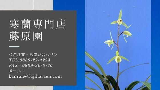 寒蘭専門店　藤原園